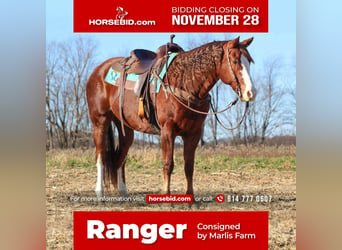 Quarter horse américain, Hongre, 14 Ans, Alezan cuivré, in Rebersburg, PA,