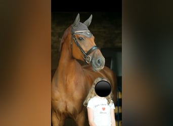 Niemiecki koń sportowy, Klacz, 14 lat, 175 cm, Kasztanowata, in Brahmenau,