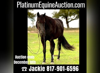 Tennessee walking horse, Hongre, 13 Ans, Noir, in Weatherford, TX,