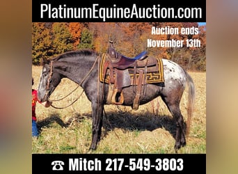American Quarter Horse, Stute, 10 Jahre, 132 cm, Brauner, in Effingham IL,