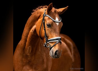 Rhinelander, Gelding, 9 years, 16,1 hh, Chestnut-Red, in Verden (Aller)