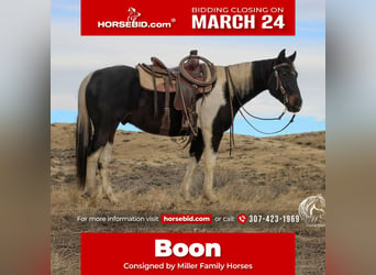 Paint Horse, Wałach, 4 lat, 152 cm, Tobiano wszelkich maści, in Ranchester, WY,