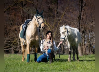 Andere Rassen, Merrie, 4 Jaar, 148 cm, Palomino, in Boccaleone