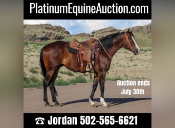 Quarter horse américain, Hongre, 10 Ans, 163 cm, Bai cerise, in Weatherford TX,