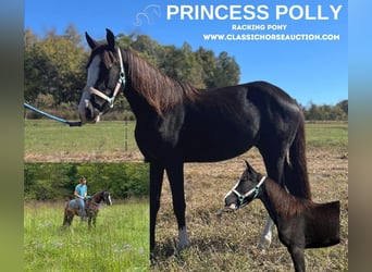 Pony of the Americas, Stute, 3 Jahre, 132 cm, Rappe, in Albany, KY,