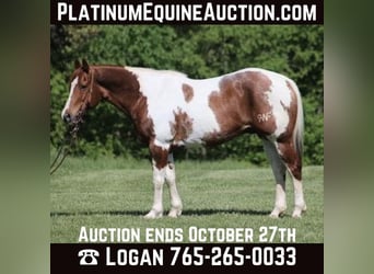 Quarter horse américain, Hongre, 11 Ans, 155 cm, Tobiano-toutes couleurs, in LEvel Green KY,