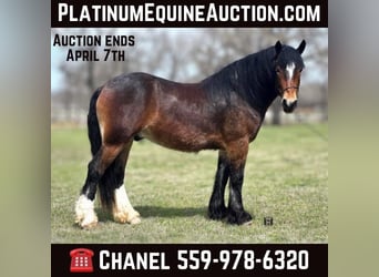 Draft Horse, Castrone, 3 Anni, Baio ciliegia, in Jacksboro TX,