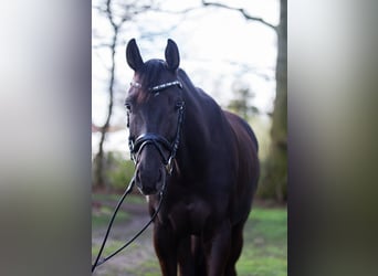 Westfale, Wallach, 7 Jahre, 169 cm, Dunkelfuchs, in Billerbeck