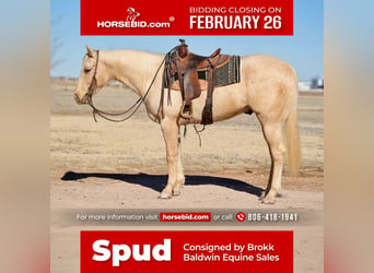 American Quarter Horse, Wallach, 4 Jahre, 155 cm, Palomino, in Amarillo, TX,