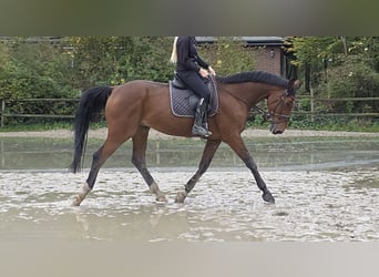 Zangersheide, Caballo castrado, 15 años, 172 cm, Castaño, in Wachtendonk