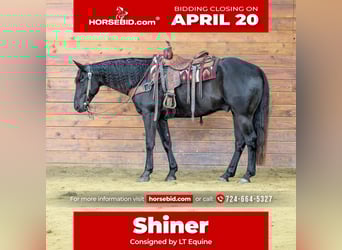 American Quarter Horse, Wałach, 7 lat, 155 cm, Kara, in Clarion