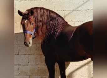 PRE Mestizo, Semental, 9 años, 158 cm, Alazán, in Martfeld
