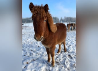 Icelandic Horse, Stallion, 1 year, 13.1 hh, Chestnut-Red, in Soltau,