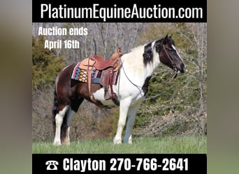 Gypsy Horse, Gelding, 11 years, Tobiano-all-colors, in Sonora KY,