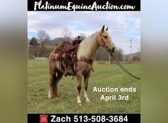 Kentucky Mountain Saddle Horse, Hongre, 10 Ans, 137 cm, Palomino, in Salyersville KY,