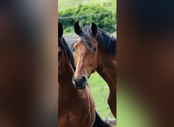 Gelding 4 years Gelding 4 years