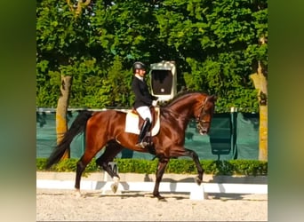 Caballo de Holstein, Caballo castrado, 11 años, 174 cm, in Riga
