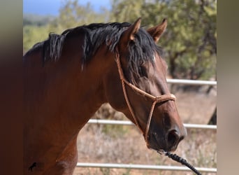 Koń andaluzyjski, Ogier, 4 lat, 166 cm, Gniada, in Mallorca,