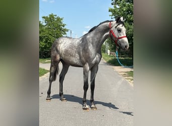 KWPN, Semental, 2 años, 170 cm, Tordo, in B&#xE9;k&#xE9;s