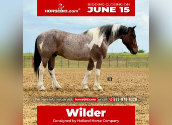 Cheval de trait Croisé, Hongre, 6 Ans, Pinto, in Weatherford