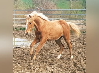 Stallion 1 year