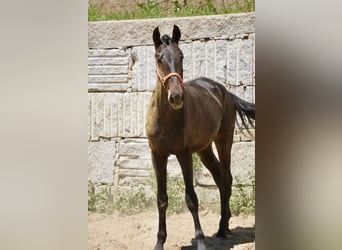 PRE, Semental, 3 años, 165 cm, Castaño, in Vilamarín,