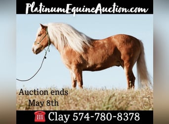 American Quarter Horse, Gelding, 15 years, Palomino, in Walkerton IN,