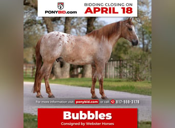 Quarter Pony, Wallach, 13 Jahre, 137 cm, Red Dun, in Lipan, TX,