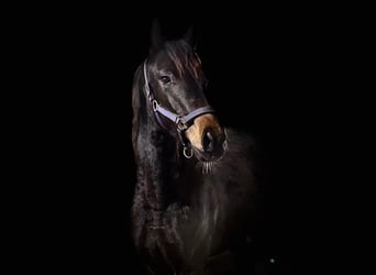 Hanoverian, Mare, 1 year, 16,1 hh, Bay-Dark, in Żory