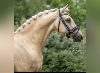 Duitse rijpony, Ruin, 7 Jaar, 148 cm, Palomino, in Fürstenau,