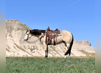 American Quarter Horse, Wallach, 4 Jahre, 150 cm, Buckskin, in Bayard, Nebraska,