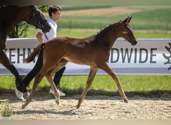 Trakehner, Stallion, 1 year, Bay-Dark, in Gammelsdorf,