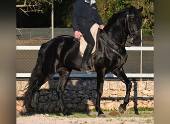 Menorcaanse, Hengst, 5 Jaar, 169 cm, Zwart, in Mallorca
