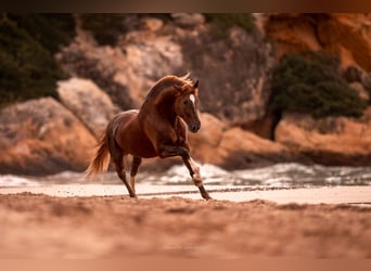 PRE, Stallion, Chestnut, in El Catllar,