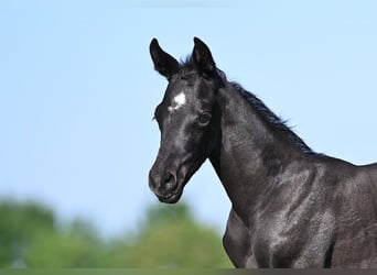 Stallion 
