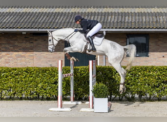 KWPN, Wallach, 7 Jahre, 167 cm, Apfelschimmel, in Waddinxveen,