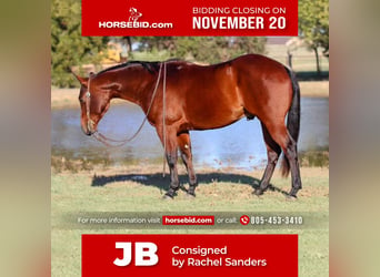 American Quarter Horse, Gelding, 5 years, 14.3 hh, Bay, in Joshua, TX,