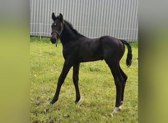 Oldenburg, Stallion, 1 year, 17 hh, Black, in Esterwegen,
