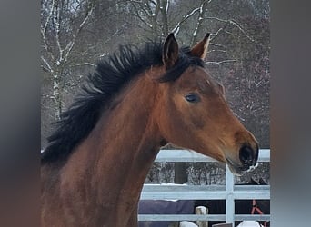 Small German riding horse, Mare, 2 years, Brown, in Gudow