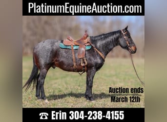 Quarter horse américain, Hongre, 10 Ans, 163 cm, Rouan Bleu, in Hillsboro KY,
