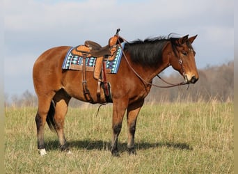 Quarter horse américain, Hongre, 16 Ans, 160 cm, Bai cerise, in Mount Vernon KY,