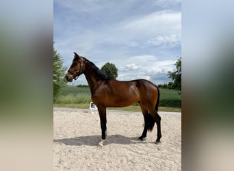 Hannoveraner, Wallach, 4 Jahre, 175 cm, Brauner, in Gro&#xDF;-Zimmern