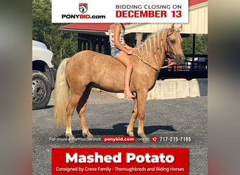 More ponies/small horses, Gelding, 7 years, 11 hh, Palomino, in Lebanon, PA,