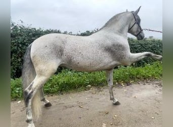PRE Mix, Stallion, 8 years, 16 hh, Gray, in MADRID,