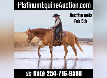 Quarter horse américain, Hongre, 8 Ans, Alezan dun, in Waco TX,
