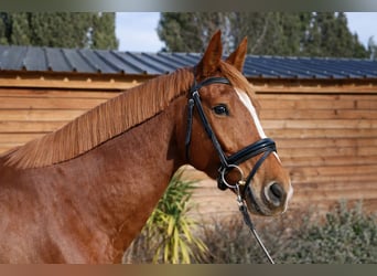 Selle Français, Hongre, 6 Ans, 170 cm, Alezan, in Bouche du Rhone