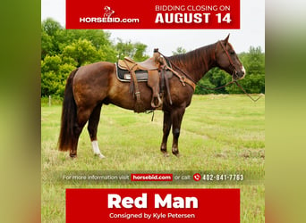 American Quarter Horse, Wallach, 10 Jahre, 152 cm, Dunkelfuchs, in Valley Springs, SD,