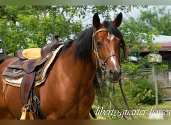 American Quarter Horse, Gelding, 7 years, 14.2 hh, Brown, in Carpeneto,