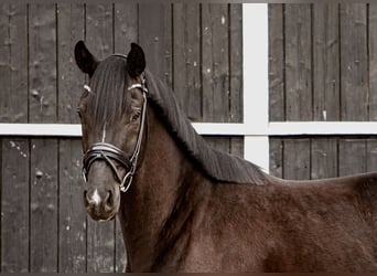Oldenburger, Wallach, 4 Jahre, 173 cm, Rappe, in Coesfeld