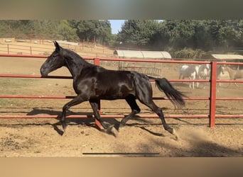 PRE, Giumenta, 4 Anni, 165 cm, Morello, in Galaroza (Huelva),